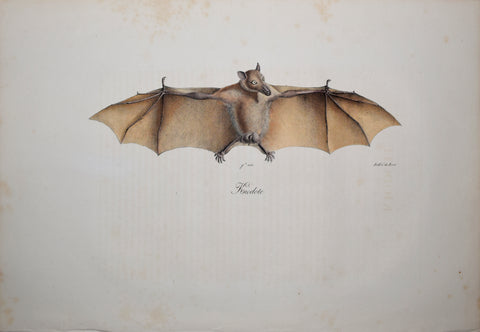 Frederic Cuvier (1769-1832) & Geoffroy Saint-Hilaire (1772-1844), Kiodote - Goblin Bat