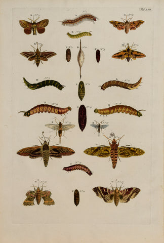 Albertus Seba (1665-1736)  Tab LIII [Insects]