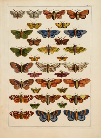 Albertus Seba (1665-1736)  Tab LI [Insects]