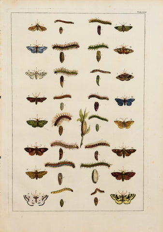 Albertus Seba (1665-1736)  Tab LXIII [Insects]