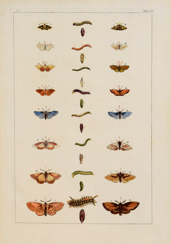 Albertus Seba (1665-1736)  Tab LXII [Insects]