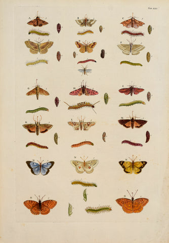 Albertus Seba (1665-1736)  Tab LXI [Insects]