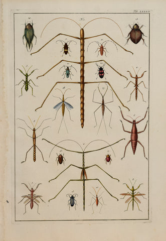 Albertus Seba (1665-1736)  Tab LXXXII [Insects]