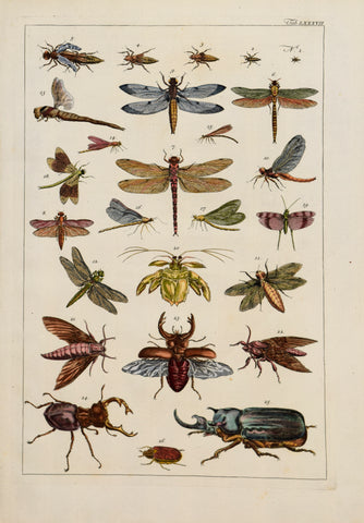 Albertus Seba (1665-1736)  Tab LXXXVII  [Insects]