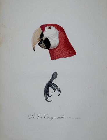 Jacques Barraband (1767-1809), L'Ara Canga male, head