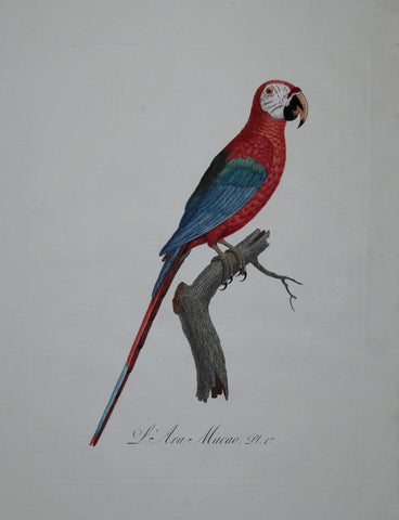 Jacques Barraband (1767-1809), L'Ara Canga male