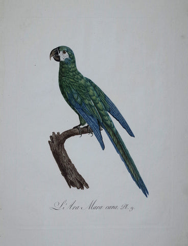 Jacques Barraband (1767-1809), L'Ara Mara Cana Pt 9