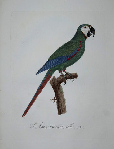 Jacques Barraband (1767-1809), L'Ara Mara Cana, male Pt 8