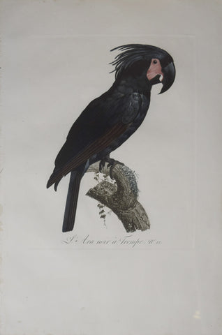 Jacques Barraband (1767-1809),  L'Ara Noir a Trompe Pt 12