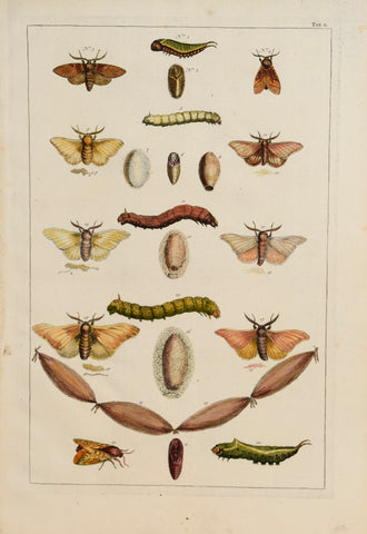 Albertus Seba (1665-1736)  Tab L [Insects]