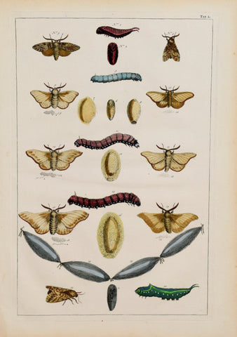 Albertus Seba (1665-1736)  Tab L [Insects]