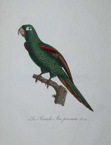 Jacques Barraband (1767-1809), La Perruche Ara Pavouane Pt 14