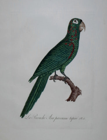 Jacques Barraband (1767-1809), La Perruche Ara Pavouane Tapire Pt 15