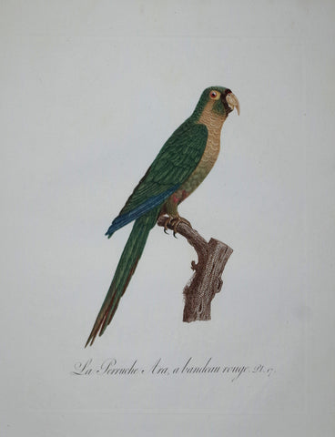 Jacques Barraband (1767-1809), La Perruche Ara, a bandeau rouge Pt 17