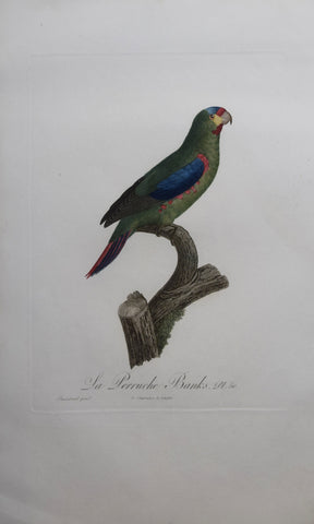 Jacques Barraband (1767-1809),  La Perruche Banks Pt 50
