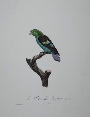 Jacques Barraband (1767-1809), La Perruche Javane Pt 69