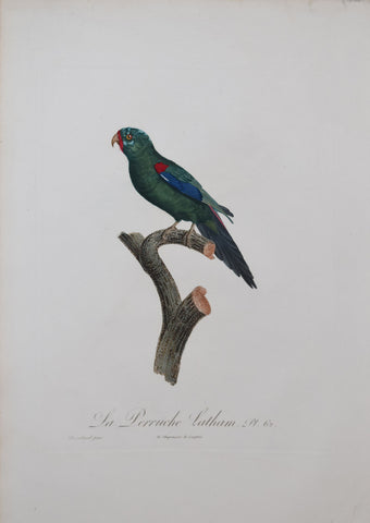 Jacques Barraband (1767-1809),  La Perruche Latham Pt 62