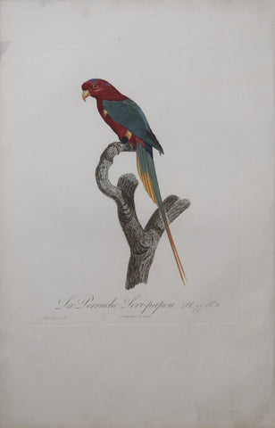 Jacques Barraband (1767-1809),  La Perruche Lori-papou Pt 77