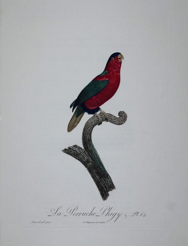 Jacques Barraband (1767-1809), La Perruche Phigy Pt 64