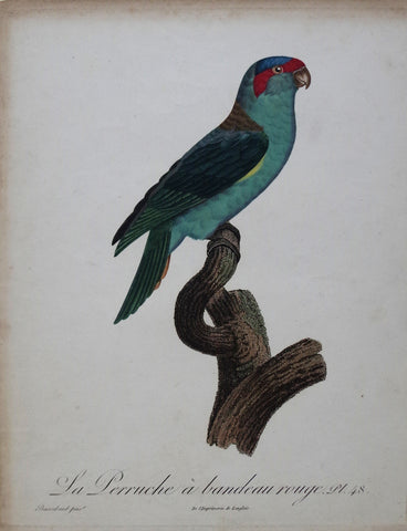 Jacques Barraband (1767-1809), La Perruche a bandeau rouge Pt 48