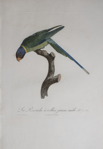 Jacques Barraband (1767-1809), La Perruche a collier jaune male Pt 75