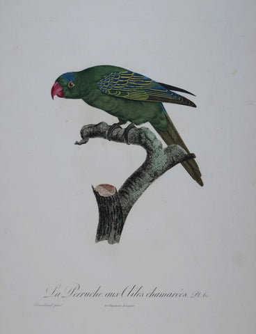 Jacques Barraband (1767-1809), La Perruche aux ailes chamarees Pt 60