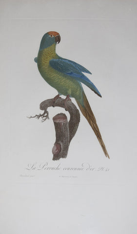 Jacques Barraband (1767-1809), La Perruche couronnee d'or Pt 41