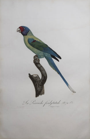 Jacques Barraband (1767-1809),  La Perruche Fridytutah Pt 74