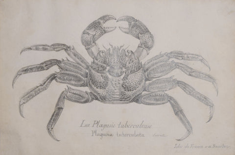 ﻿Christophe Paulin de la Poix de Freminville (1747-1848), La Plagusie tuberculeuse