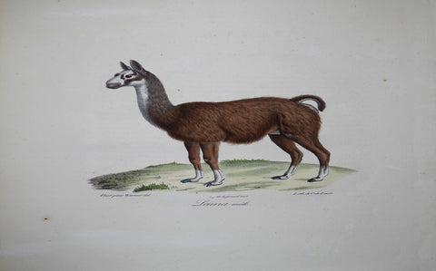 Frederic Cuvier (1769-1832) & Geoffroy Saint-Hilaire (1772-1844), Lama male