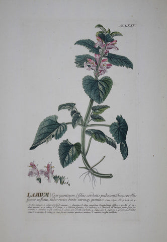 Georg Ehret (1708-1770), Lamium tab LXXV