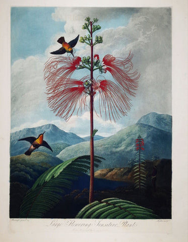 Robert John Thornton (1768-1837), Large Flowering Sensitive Plant