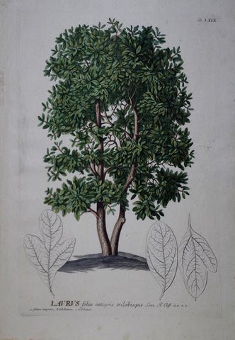 Georg Ehret (1708-1770), Laurus tab LXIX