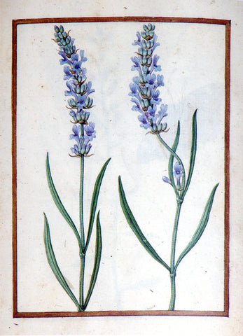 Jacques le Moyne de Morgues (French, ca. 1533-1588), Lavender