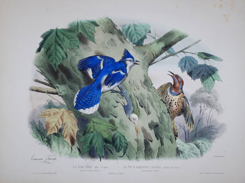 Edouard Travies (1809-1865)  Le Geai bleu, Le pic a baguette dorees Pl 5