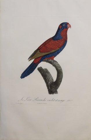 Jacques Barraband (1767-1809),  Le Lori Perruche violet et rouge Pt 53