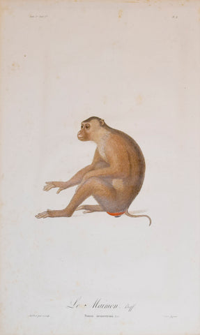 Jean-Baptiste Audebert (1759-1800) (artist and engraver), Le Maimon