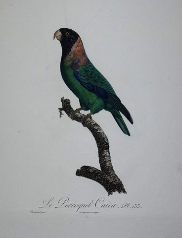 Jacques Barraband (1767-1809), Le Perroquet Caica Pt 133