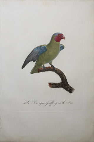 Jacques Barraband (1767-1809),  Le Perroquet Jeoffroy Male Pt 112