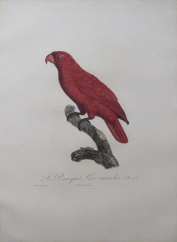 Jacques Barraband (1767-1809), Le Perroquet Lori-unicolor Pt 125