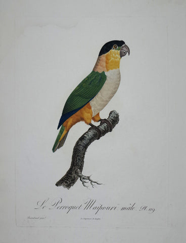 Jacques Barraband (1767-1809), Le Perroquet Maipouri male Pt 119