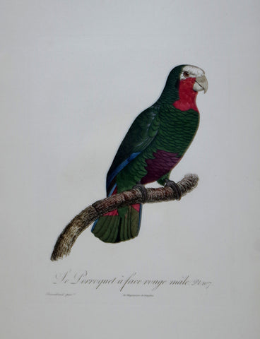 Jacques Barraband (1767-1809), Le Perroquet a face rouge male Pt 107