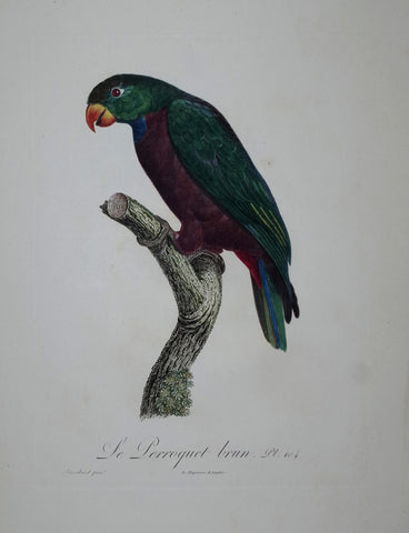Jacques Barraband (1767-1809), Le Perroquet brun Pt 104