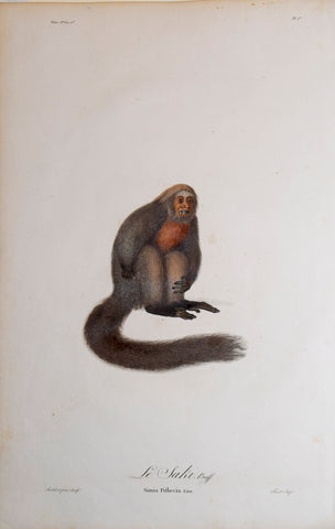 Jean-Baptiste Audebert (1759-1800) (artist and engraver), Le Saki Buff