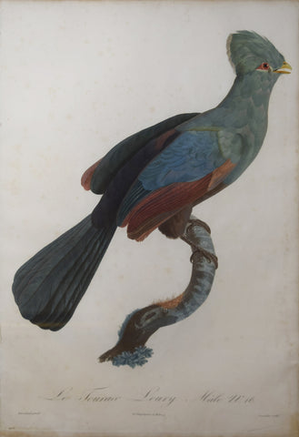 Jacques Barraband (1767-1809), Le Touraco Loury  male, Pl 16
