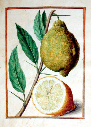Jacques le Moyne de Morgues (French, ca. 1533-1588), Lemon
