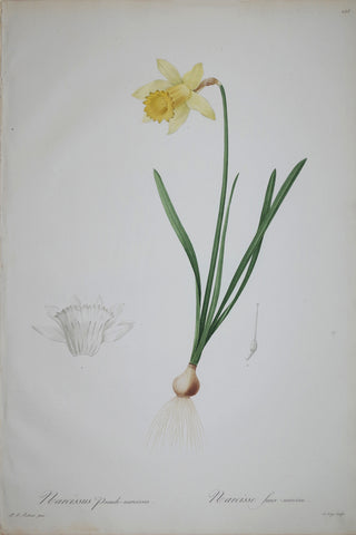 Pierre Joseph Redouté (1759-1840), Lent Lily Wild Daffodil, Plate 158