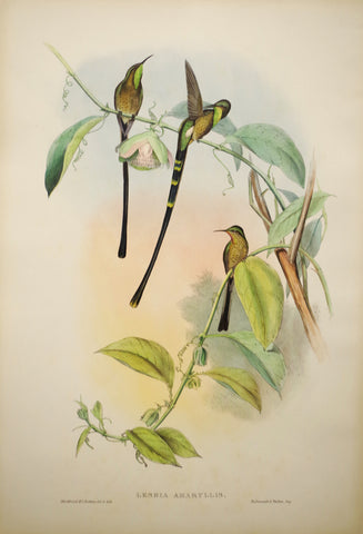 John Gould (1804-1881), Lesbia Amaryllis