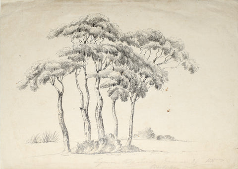British School, mid-19th century, "Lignum Vitae Trees November 29th 1838 Barbados"