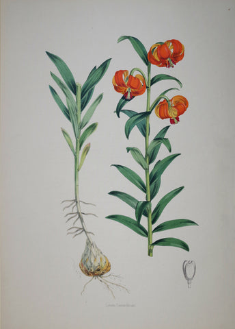 John Henry Elwes (1846-1922), Lilium Carniolicum